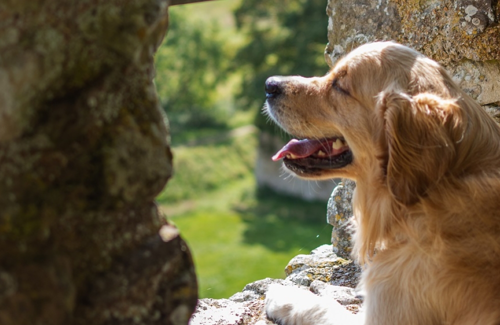 deky_carisbrooke_castle