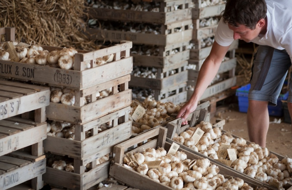 iow-garlic-farm