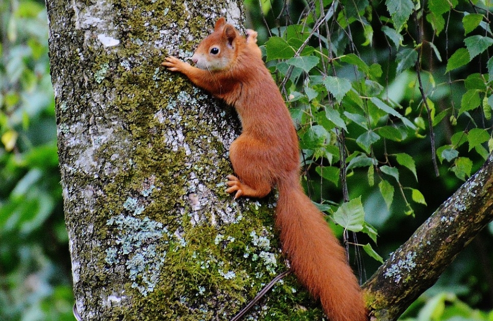 red-squirrel climbing a tree