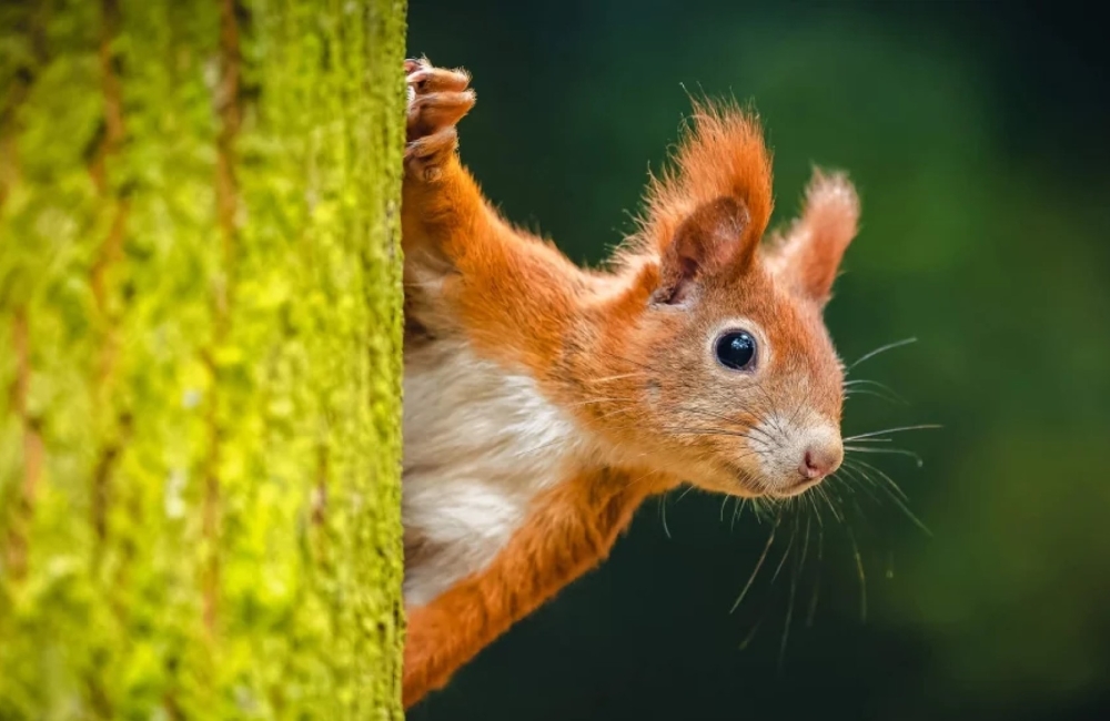 a red squirrel peering out from behind a tree trunk