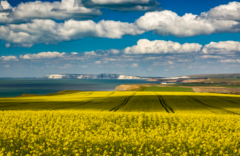 west wight fields in the sunshine