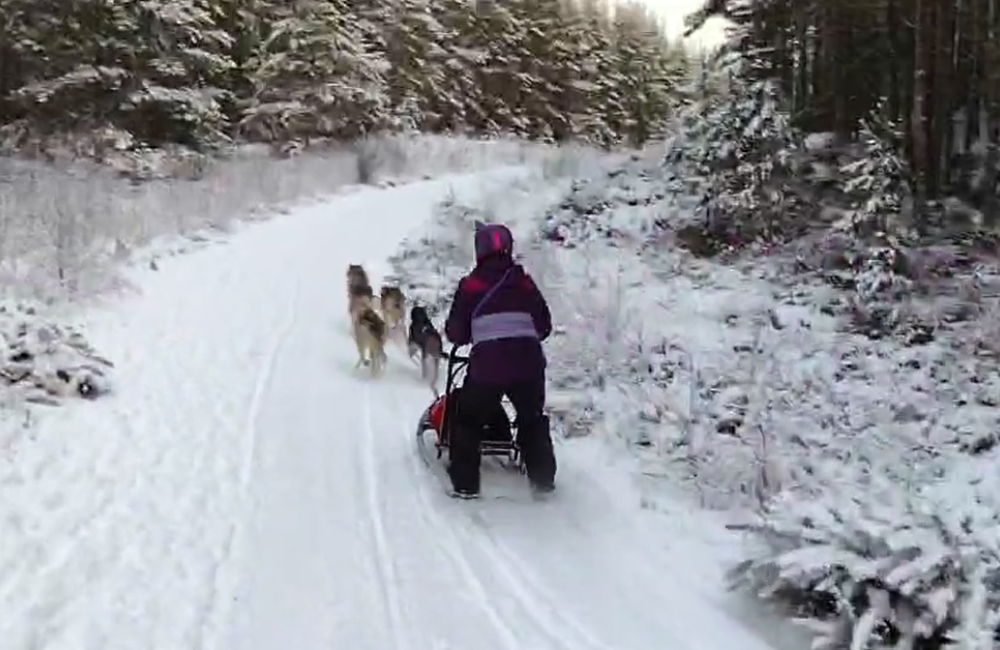 Julie Platt Dog Sled Team