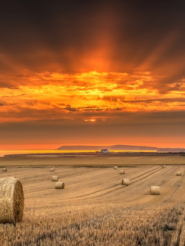 bales of hay under an orange sunset