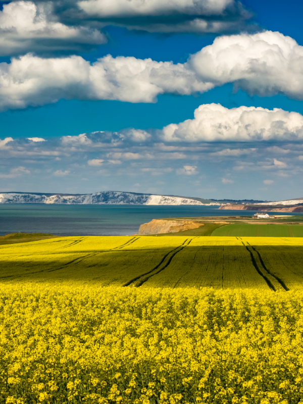 west wight fields in the sunshine