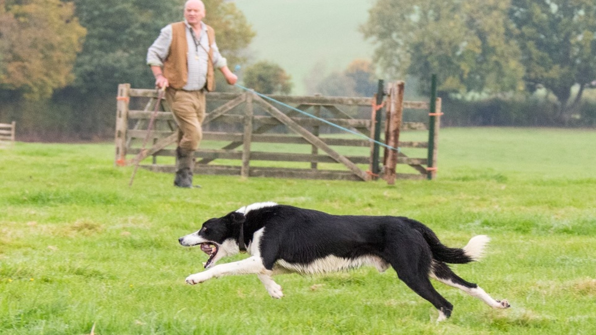 a sheepdog running with farmer in the background