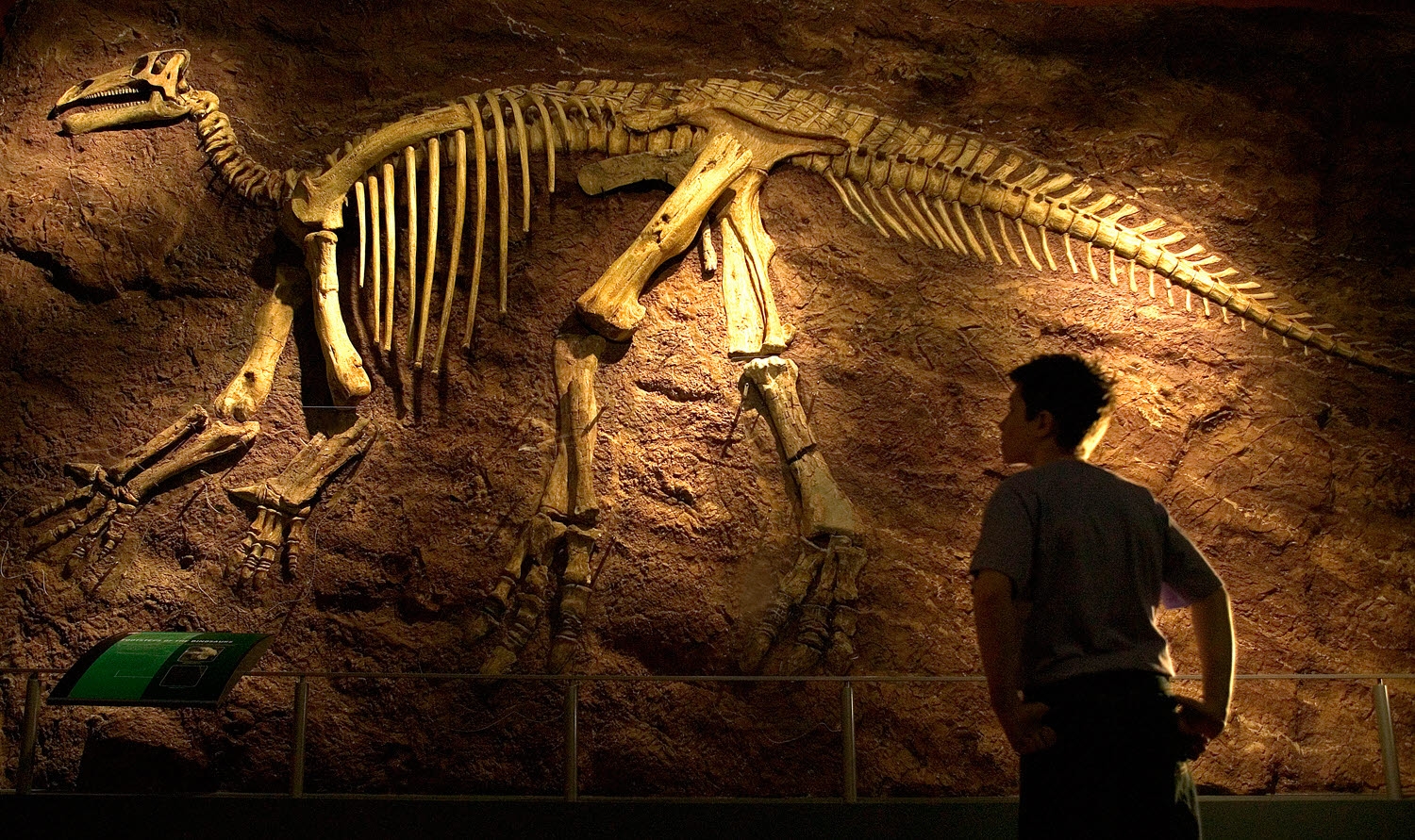 A fossil wall at Dinosaur Isle