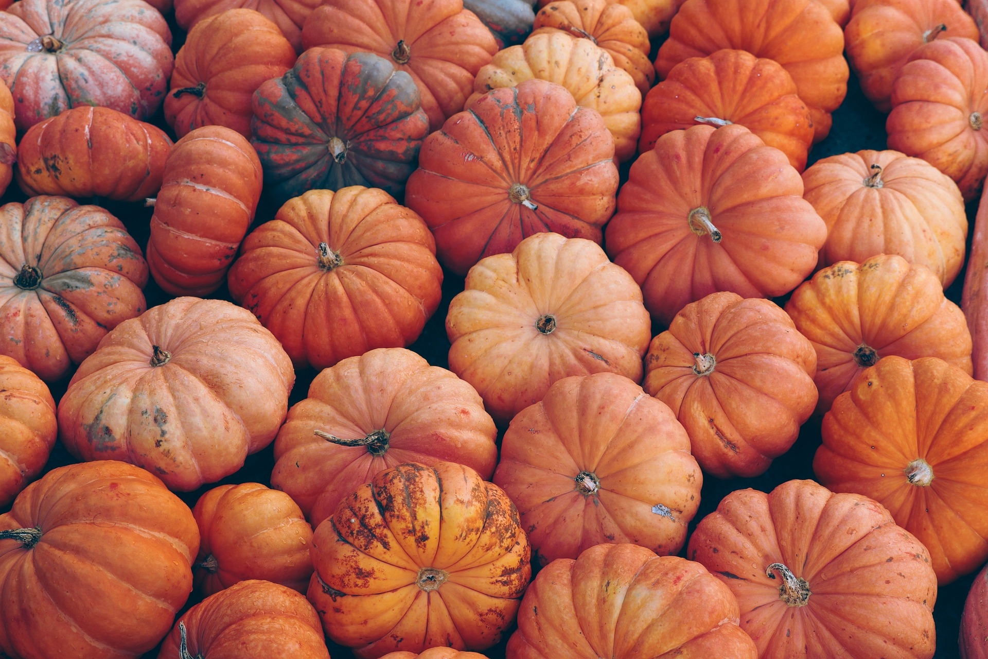 pumpkins