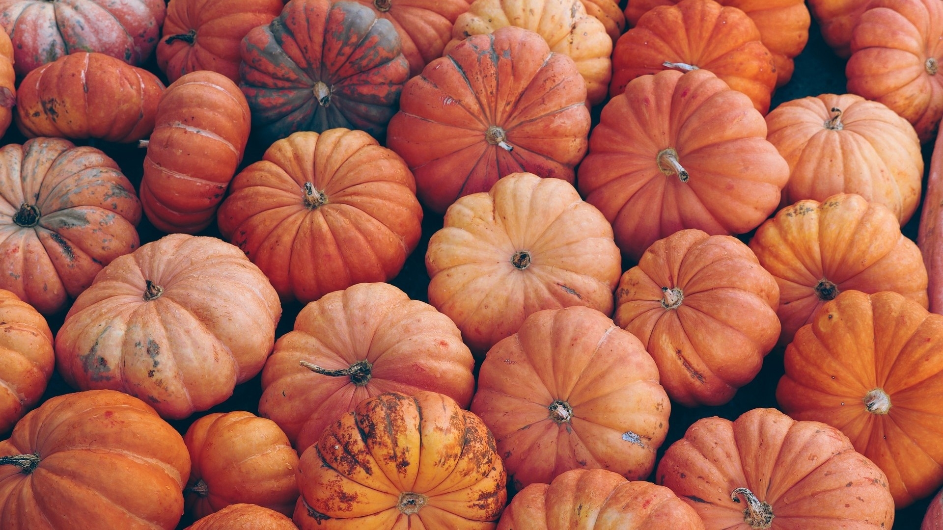 pumpkins