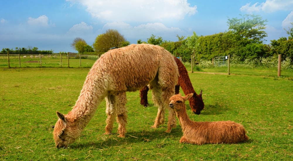 a female alpaca and her cria