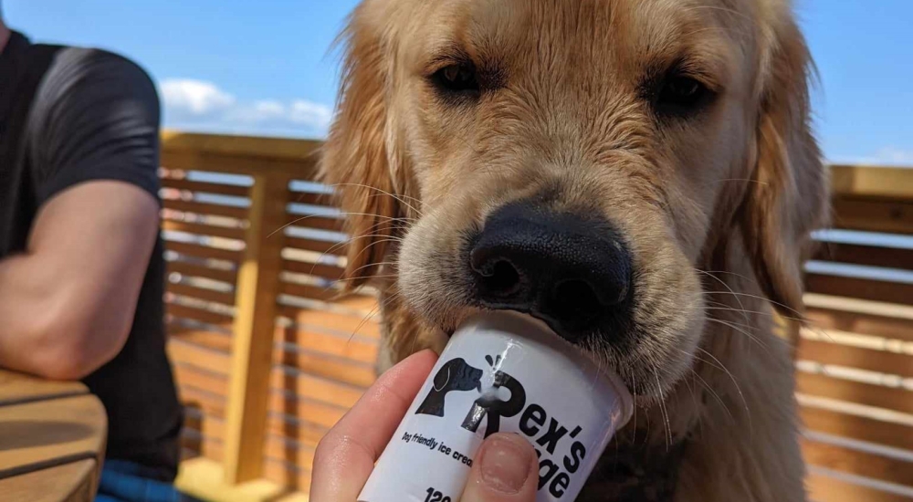 a dog enjoying a tub of dog ice cream