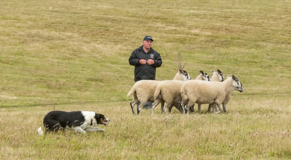 a farmer, flock of sheep and a sheepdog