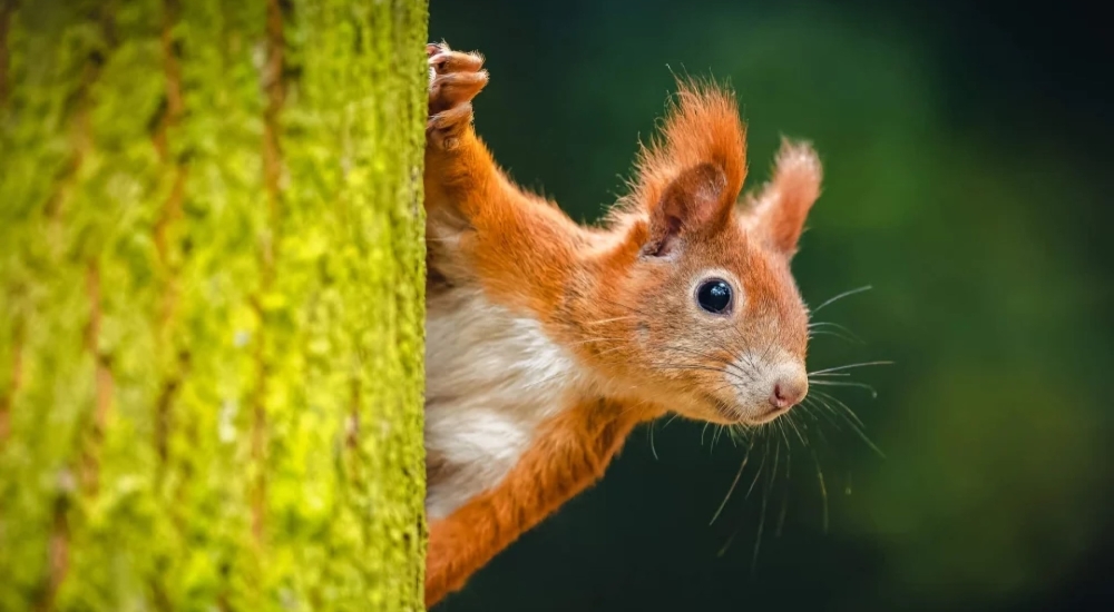 a red squirrel peering out from behind a tree trunk