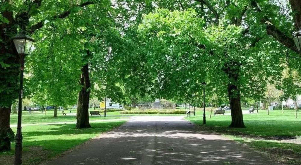 a pathway sheltered by green leafy trees