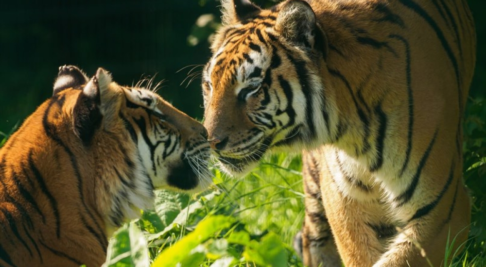 Two tigers